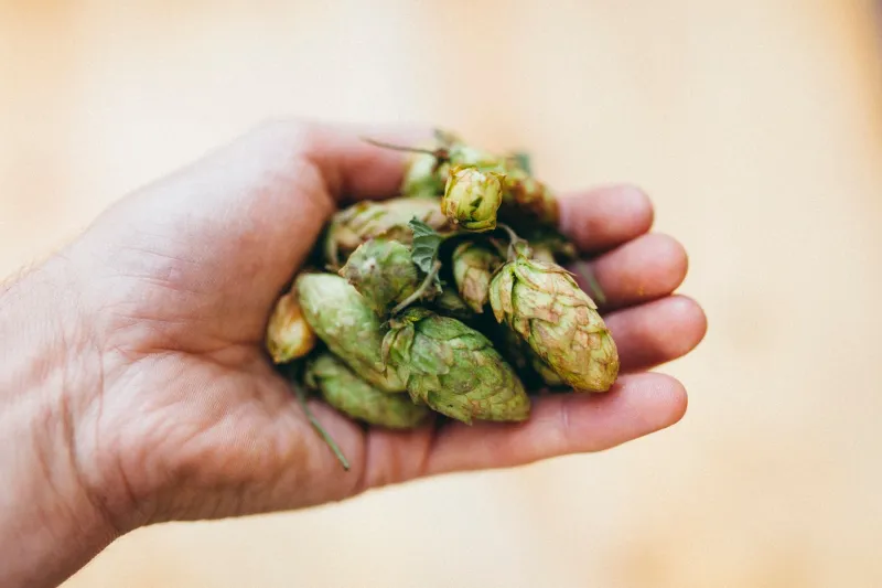 Tariffs, Terroir, and Tough Choices: The Trade War Nobody Warned Craft Brewers About