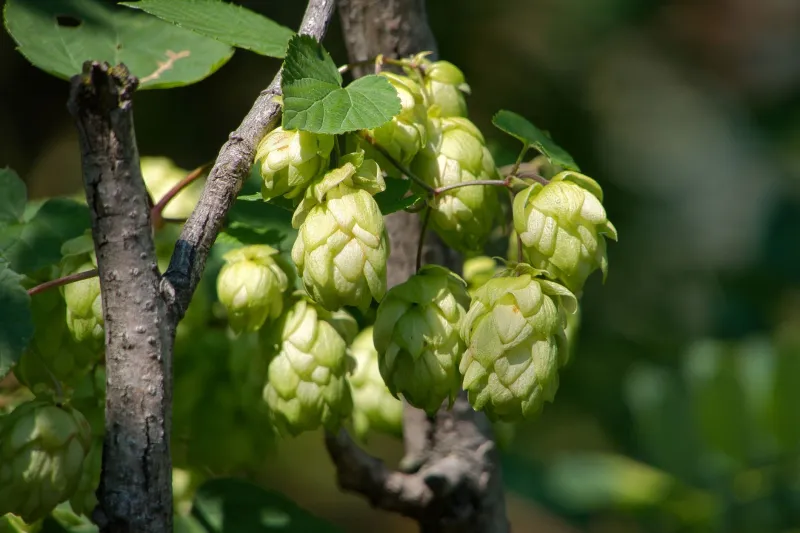 Seed to Sip: The Craft Breweries Growing Their Own and Changing What Beer Can Be